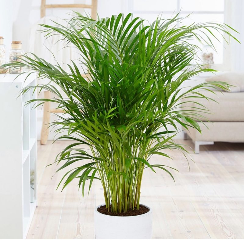 Indoor Plants Services Brisbane